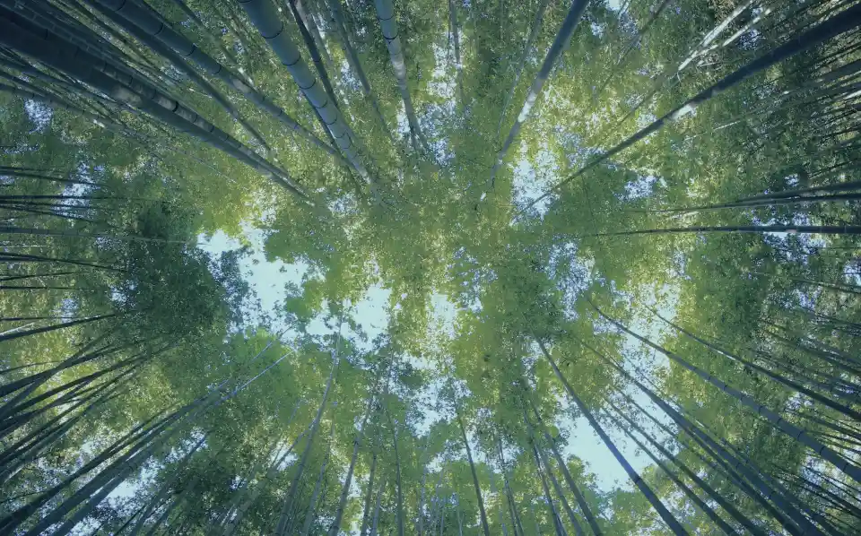 bamboo